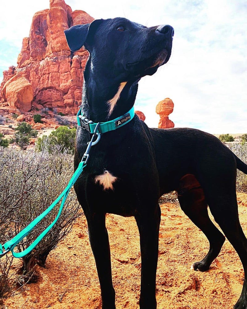 OllyDog Tilden Collar, Waterproof Dog Collar with Quick Release Buckle, Coated Stink-Proof Webbing, Lightweight Collar for Large, Medium and Small Dogs (Medium, Black) - Image 5